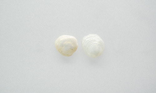 Pearl shell earring