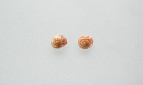 Red brown storm clam earring
