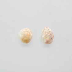 Blossom shell earring